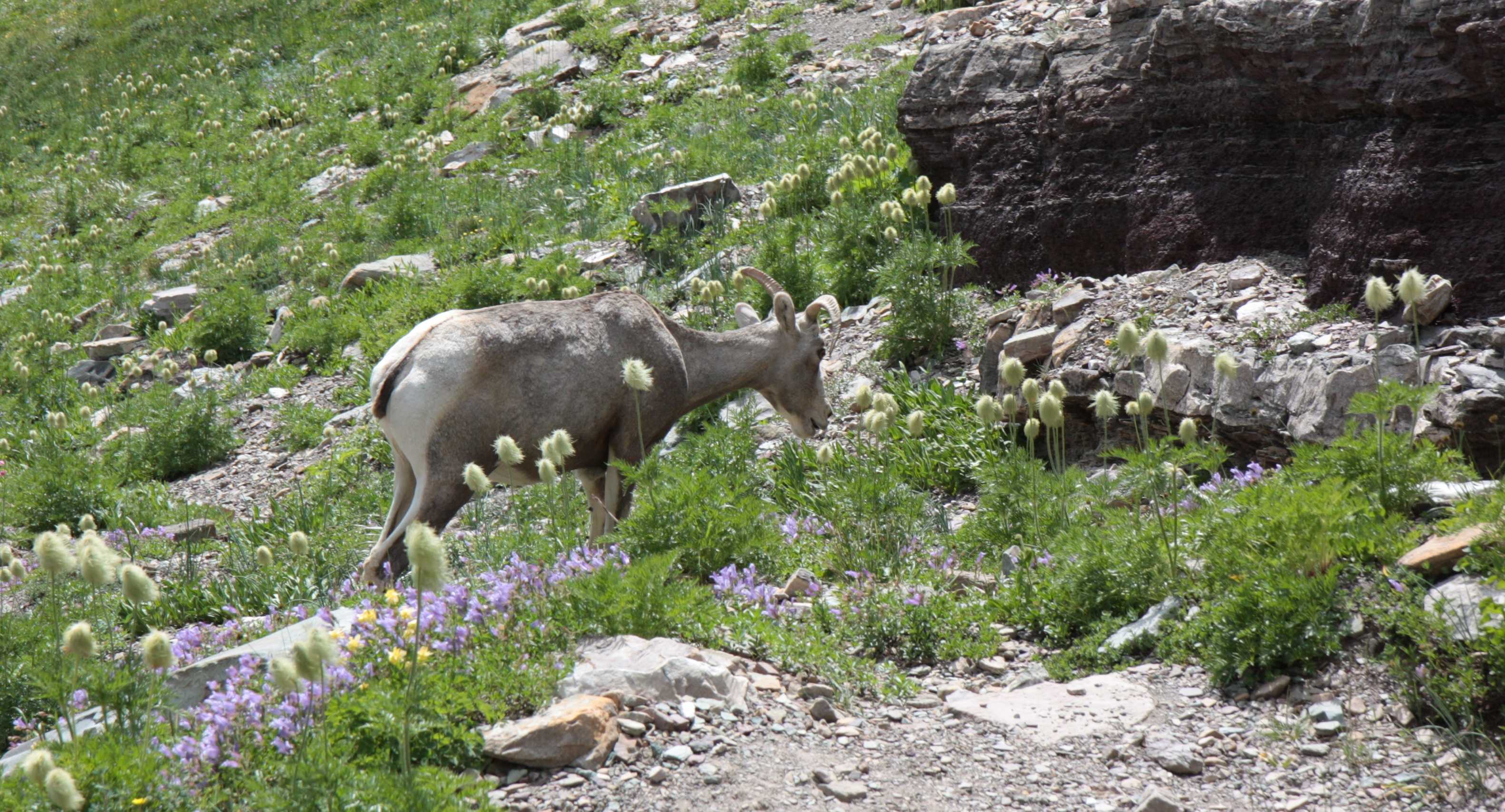 Glacier NP, Montana